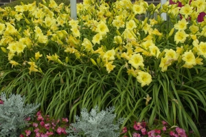 Hemerocallis 'Going Bananas' New 2026